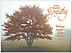 Sympathy Tree Greeting Card 742U-X