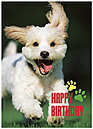 Smiling Puppy Birthday Card 932D-Y
