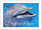Thinking of You Dolphin Greeting Card 958D-Y