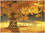 Radiant Thank You Thanksgiving Card 9520U-AA