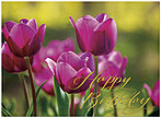 Tulips Birthday Card 106G-W