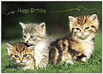 Kitties Birthday Card 146D-Y