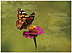 Monarch Dance Birthday Card A2015U-X