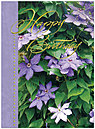 Clematis Blossoms Birthday Card A2019U-X