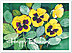 Pansies Birthday Card A2025U-Y