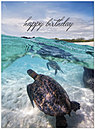 Sea Turtle Birthday Card A2027U-Y