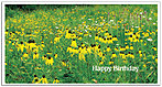 Brown-Eyed Susans Birthday Card A2030T-Z