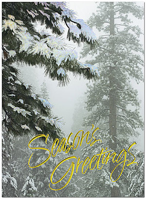 Frosted Evergreens Holiday Card H2177G-AAA