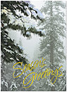 Frosted Evergreens Holiday Card H2177G-AAA