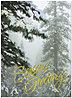 Frosted Evergreens Holiday Card H2177G-AAA
