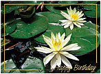 Lily Pad Birthday Card A3007G-W