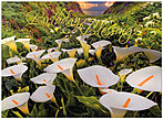 Birthday Blessings Card A3019U-X