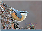 Blue Bird Birthday Card A3032U-Y