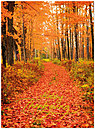 Timberland Path Card H3101U-AA