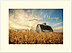 Harvest Blessings Thanksgiving Card H8095U-AA