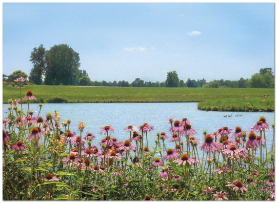 Scenic Pond Note Card X61U-Y