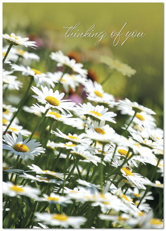 Thinking of You Daisies A2060D-Y