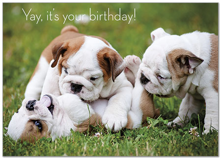 Birthday Bulldogs | Animal Birthday Cards | Posty Cards