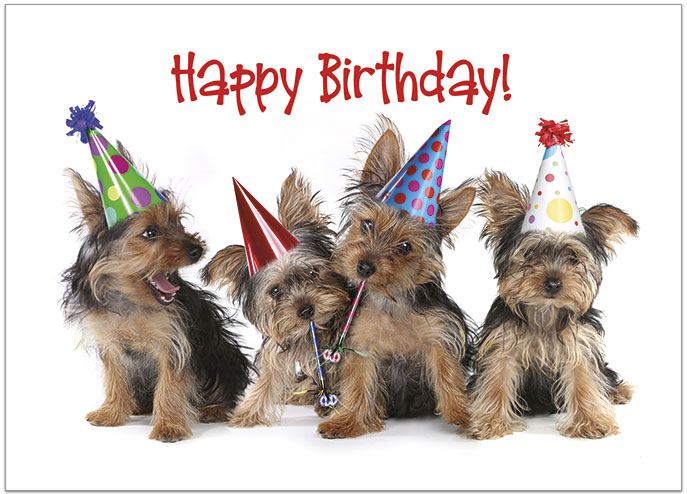 Party Dogs Birthday Card D1466D-X