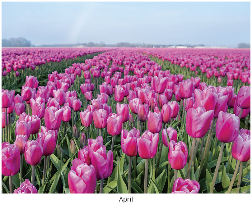 Scenic World Wall Calendar DWP1326