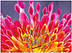 Radiant Dahlia A3408U-X