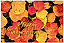 Fallen Leaves Thanksgiving Postcard H1235P-B