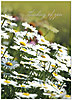 Thinking of You Daisies A2060D-Y