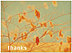 Warm Thanks Thanksgiving Card D2118U-A