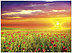 Sunset Field Notecard D7057U-Y