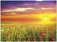 Sunset Field Notecard D7057U-Y