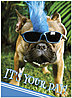 Rad Dog Birthday Card D8023U-Y