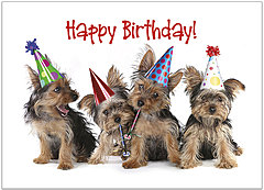 Party Dogs Birthday Card D1466D-X