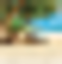 Tropical Oasis Calendar Card C2997U-AA